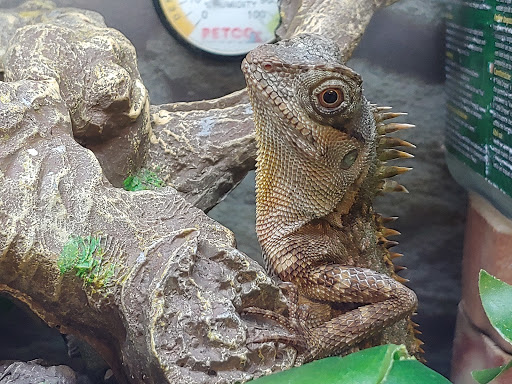 Pet Supply Store «Petco Animal Supplies», reviews and photos, 1700 E College Ave #1, Normal, IL 61761, USA