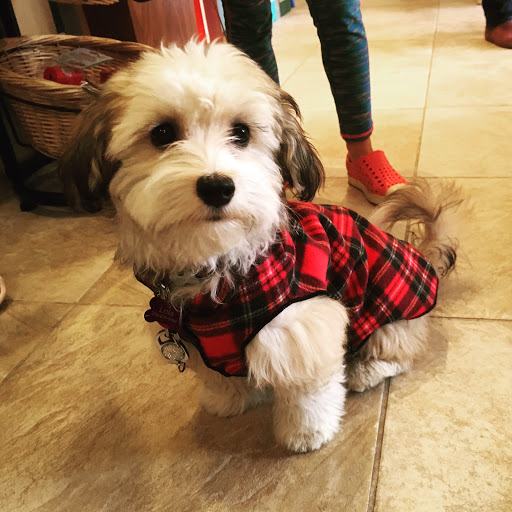 Pet Store «Four Paws on the Beach», reviews and photos, 144 Laneda Ave, Manzanita, OR 97130, USA