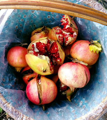 Plats et boissons Casa vacanza La Casa del Mandorlo 02026 Rocca Sinibalda