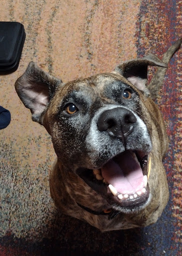 Vale Veterinary Hospital: Matthews Steven DVM image