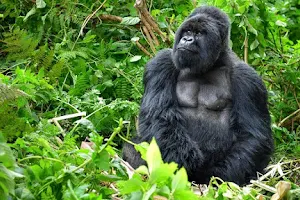 Yaneta Safaris Tours & Travel: Uganda Safari Tours - Gorilla Trekking Uganda image