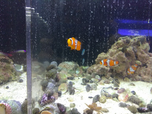 Pet Supply Store «Coastline Pet Supply», reviews and photos, 3530 Northgate Dr, Myrtle Beach, SC 29588, USA