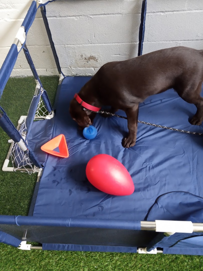 DogSchool Escuela Canina