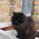 Photo n°3 de l'avis de Patrizia.e fait le 03/03/2017 à 22:00 sur le  Gatto Rosso à Venice