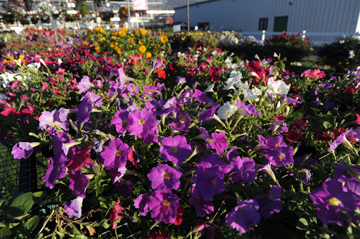 Florist «Dundalk Florist», reviews and photos, 7233 German Hill Rd, Dundalk, MD 21222, USA