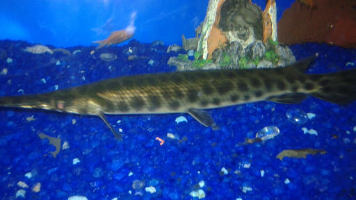 Pet Supply Store «Petland Discounts - Flatbush Ave.», reviews and photos, 968 Flatbush Ave, Brooklyn, NY 11226, USA