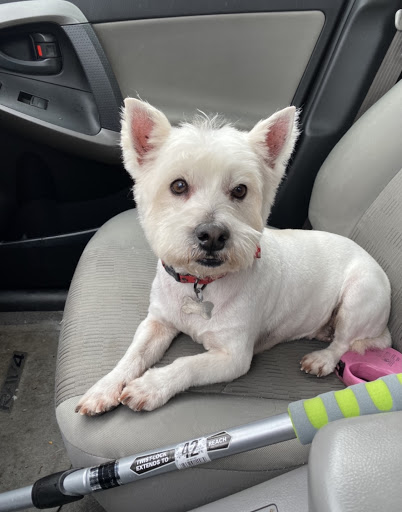 Pet Supply Store «PetSmart», reviews and photos, 4731 Commercial Dr, New Hartford, NY 13413, USA