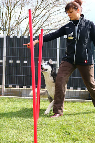 Hundeschule vom Norddeister