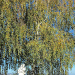 Photo n°2 de l'avis de Filippo.a fait le 19/12/2022 à 14:59 sur le  Al Caminetto De La Rosa à Monzuno