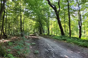 Tyniec Forest image