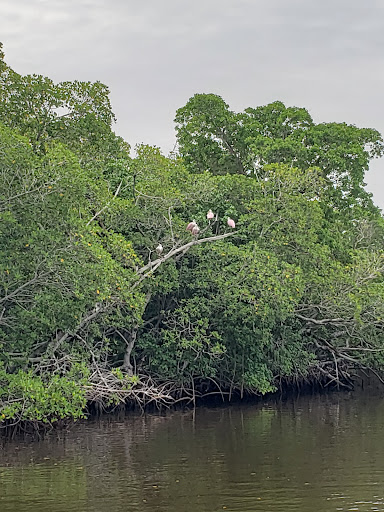 Tour Agency «Everglades National Park Boat Tours», reviews and photos