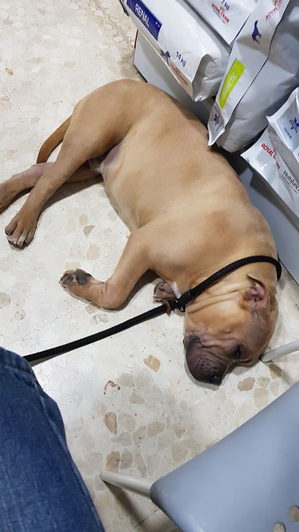 Clínica Veterinaria Sevilla Este