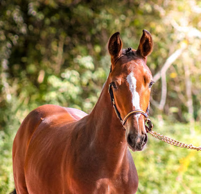 Haras de la Bouloye à Wirwignes