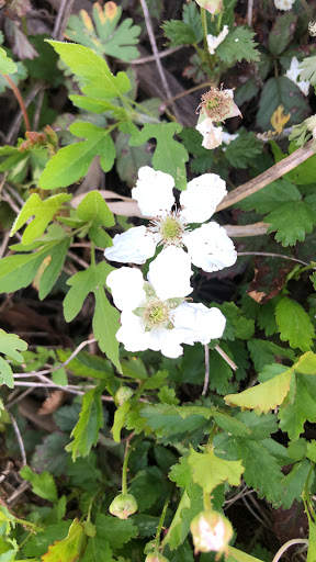 Park «Trophy Club Park», reviews and photos, 2885 Trophy Park Dr, Trophy Club, TX 76262, USA