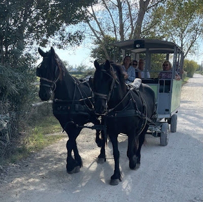 Les Balades de Mireille en Camargue à cheval ou en caleche à Saintes-Maries-de-la-Mer