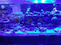 Aquarium & Reef Center - Photo 5 - Car repair in Cape Coral, FL, Cape Coral