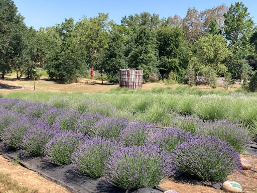 Wilton Family Lavender Farm