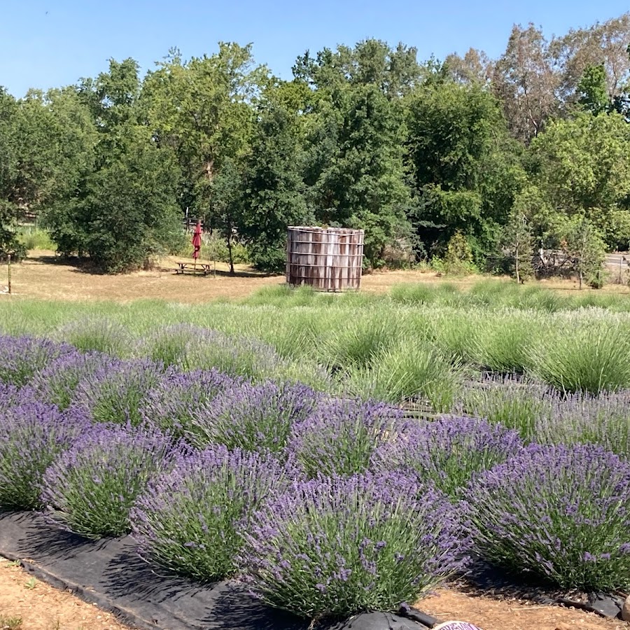 Wilton Family Lavender Farm