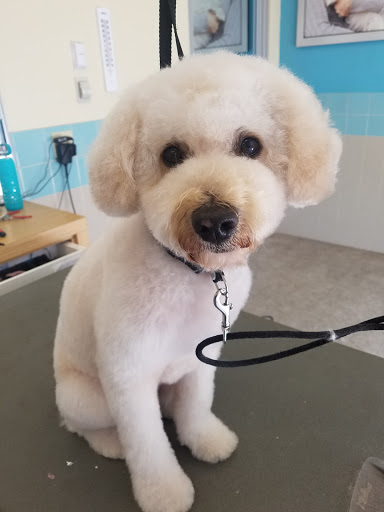 Pet Supply Store «Petco Animal Supplies», reviews and photos, 4207 Elverta Rd, Antelope, CA 95843, USA