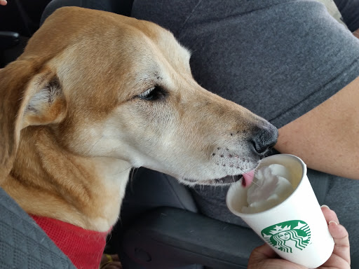 Coffee Shop «Starbucks», reviews and photos, 2511 W US Hwy 90, Lake City, FL 32055, USA