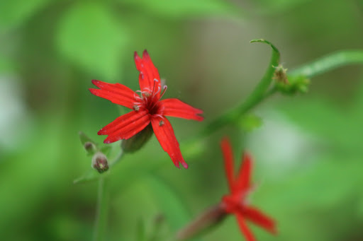 Nature Preserve «Kokiwanee Nature Preserve», reviews and photos, 5825 E 50 S, Lagro, IN 46941, USA