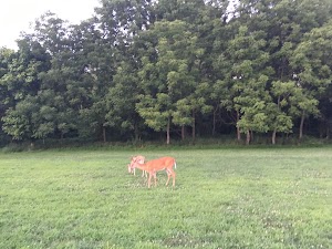 Randolph Hills Local Park - photo 5