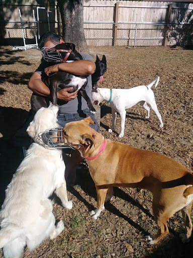 Beyond Basic Dog Training In Fayetteville