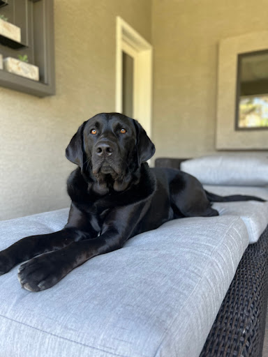 Pet Store «Animal Kingdom», reviews and photos, 4500 N Oracle Rd #254, Tucson, AZ 85705, USA