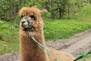 Kajaki Rumcajsa i Alpaki z Bąkowskiego Gaju image