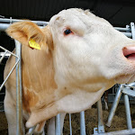 Photo n°2 de l'avis de Andreas.t fait le 12/07/2018 à 12:16 sur le  Gutsküche Gut Darß à Born auf dem Darß