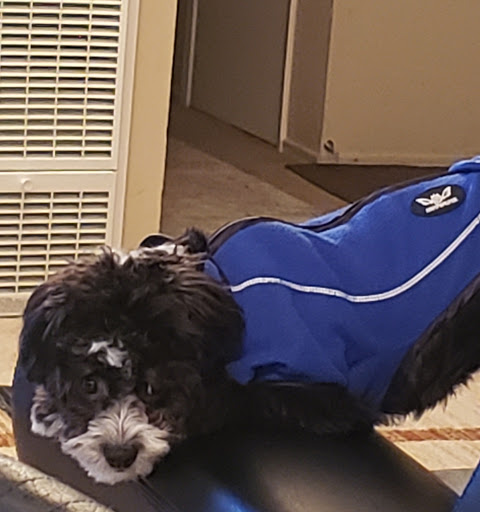 Pet Supply Store «PetSmart», reviews and photos, 3520 S El Camino Real, San Mateo, CA 94403, USA