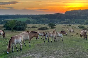 Nationales Naturerbe Aschaffenburg image