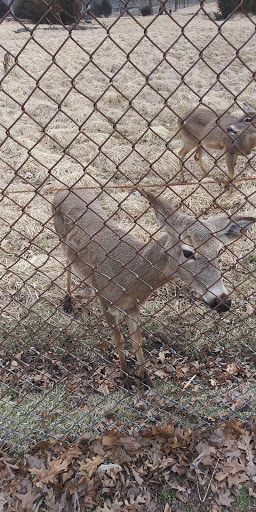 Zoo «Lords Park Zoo», reviews and photos, 325 Hiawatha Dr, Elgin, IL 60120, USA