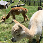 Photo n°1 de l'avis de Marco.o fait le 20/08/2020 à 12:55 sur le  Troier Hütte à Santa Cristina Gherdëina