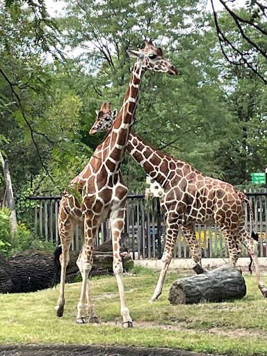 Zoo «Habitat Africa! The Forest», reviews and photos, 3300 Golf Rd, Brookfield, IL 60513, USA