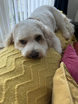 FURology Holistic Dog Styling & Spa