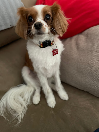 Pet Supply Store «PetSmart», reviews and photos, 5810 Antioch Rd, Merriam, KS 66202, USA