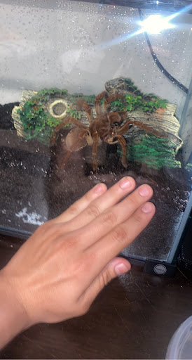 Reptile Store «Reptile Pets Direct», reviews and photos, 8088 Pat Booker Rd, Live Oak, TX 78233, USA