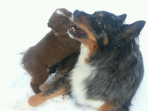 Pet Supply Store «Petco Animal Supplies», reviews and photos, 2805 E 29th Ave, Spokane, WA 99223, USA