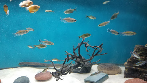 Pet Store «Oak Park Natural Pet & Fish», reviews and photos, 23 N Harlem Ave, Oak Park, IL 60302, USA