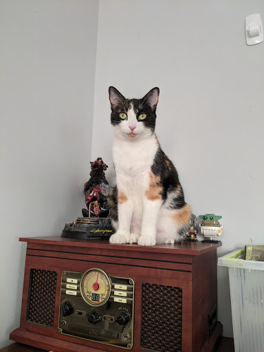 Animal Shelter «Humane Society of Ocean City», reviews and photos, 1 Shelter Rd, Ocean City, NJ 08226, USA