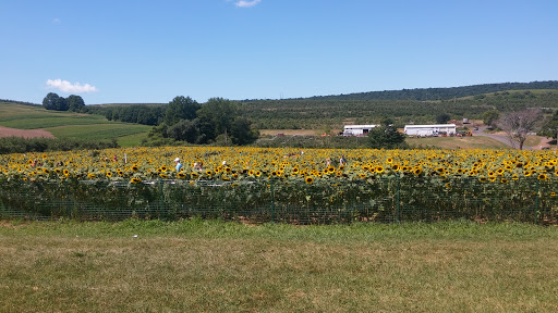 Tourist Attraction «Sunflower Maze», reviews and photos, South St, Middlefield, CT 06455, USA