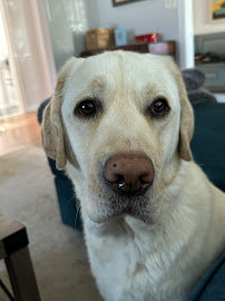 Dawns Pet Care Service, LLC - Photo 9 - Car repair in Union Beach, NJ, Staten Island