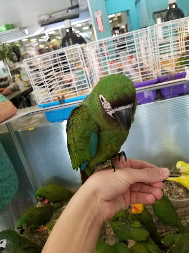 Parrot shops in New York