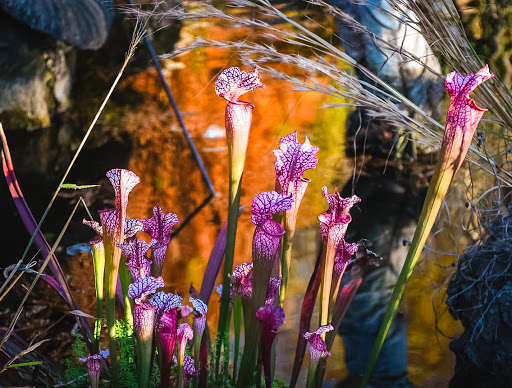 Pet Store «Ponds & Plants», reviews and photos