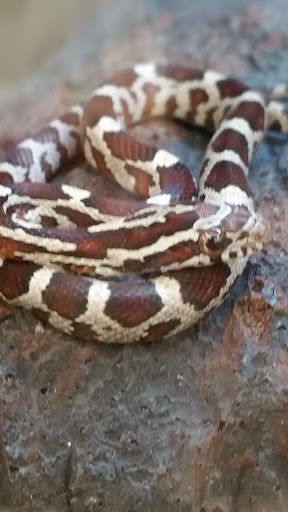 Pet Supply Store «Petco Animal Supplies», reviews and photos, 2895 Gulf Fwy S, League City, TX 77573, USA