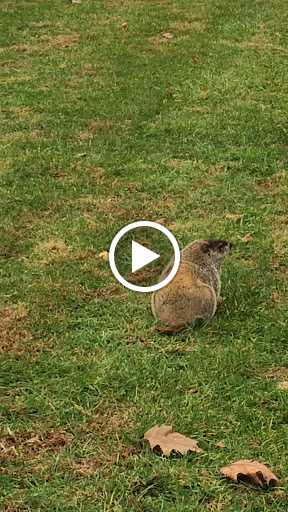 Golf Course «Pine Ridge Golf Course», reviews and photos, 2101 Dulaney Valley Road, Lutherville, MD 21093, USA