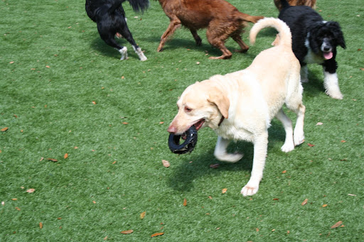 Pet Boarding Service «Ohana Pet Resort», reviews and photos, 25 N Grove St, Merritt Island, FL 32953, USA