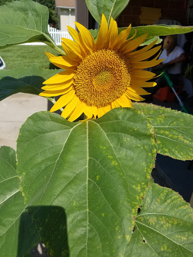 Supermarket «Unidos Supermarket», reviews and photos, 2433 Pleasant Hill Rd, Kissimmee, FL 34746, USA