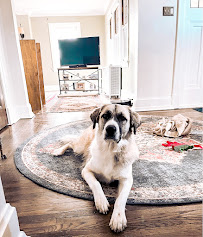 Paws & Play LLC - Photo 3 - Car repair in Cincinnati, OH, Cincinnati